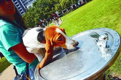广州海珠广场荒唐一幕:狗舔水龙头喝直饮水
