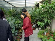 后院花房是老伴得意之作